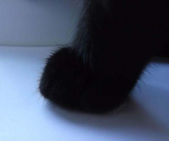 195.4 Paw Of The Day (EN) 00